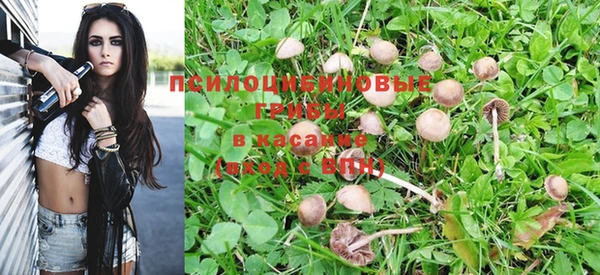 прущие грибы Баксан