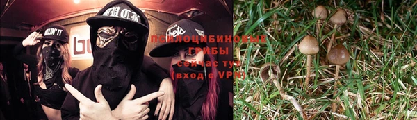 прущие грибы Баксан